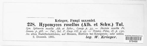 Hypomyces rosellus image